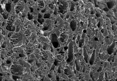 SEM image of palm shell based activated carbon.ppm